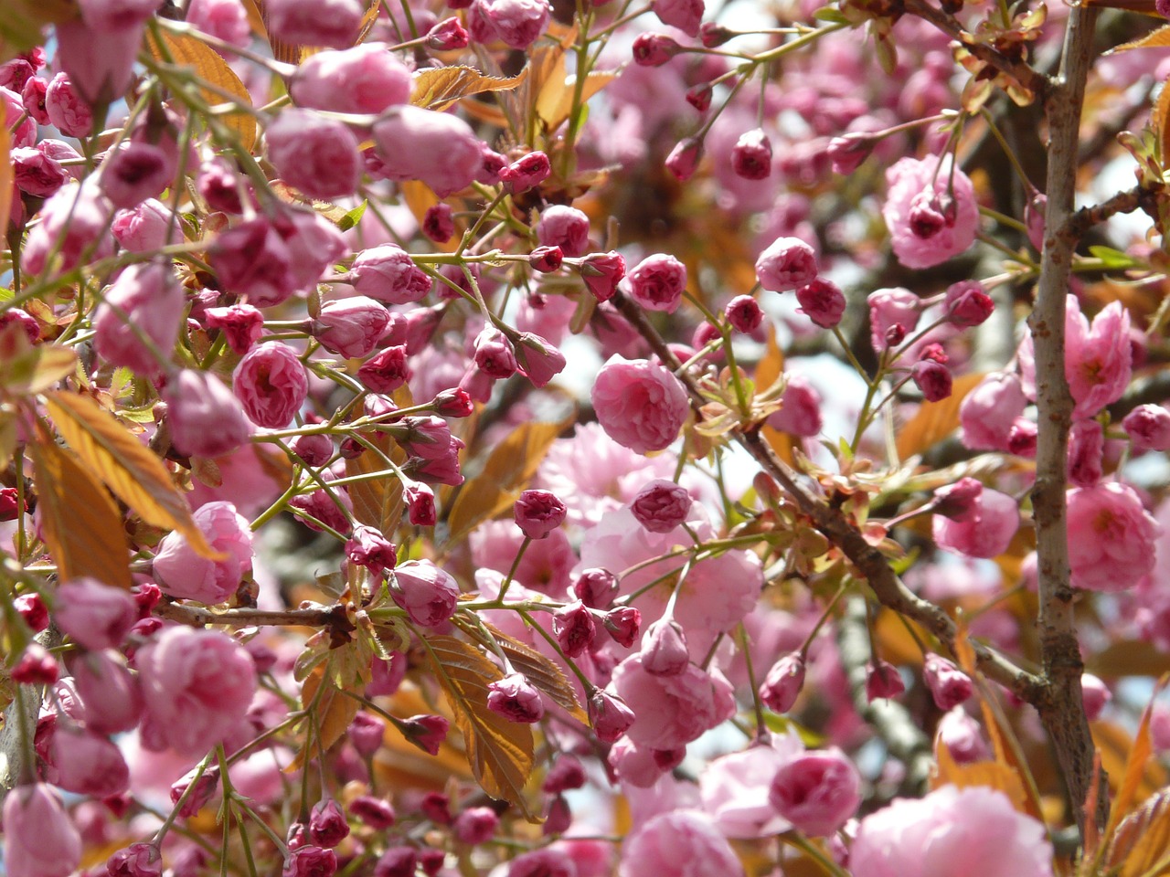 Image - japanese cherry trees