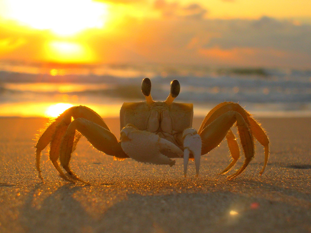 Image - siri beach crab mar sand sol