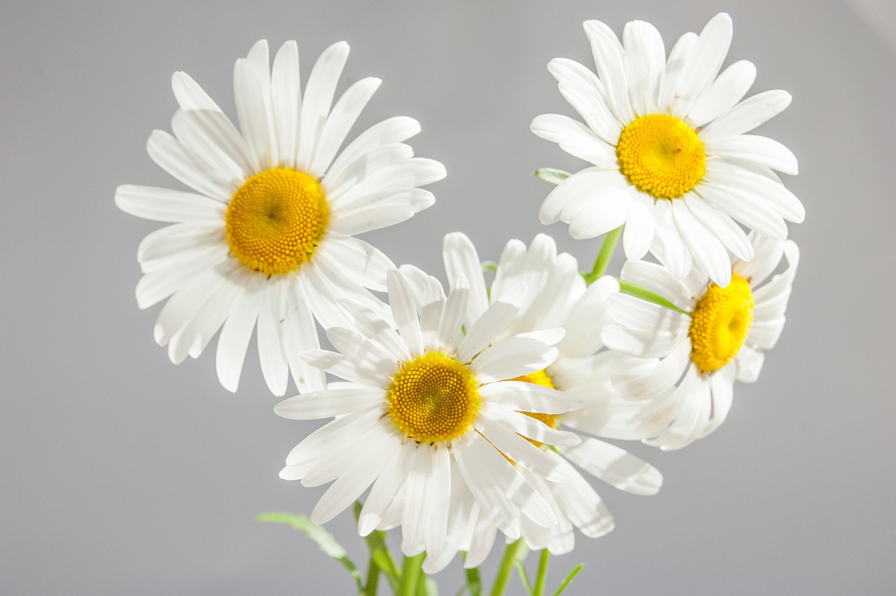 Image - chamomile flowers bloom