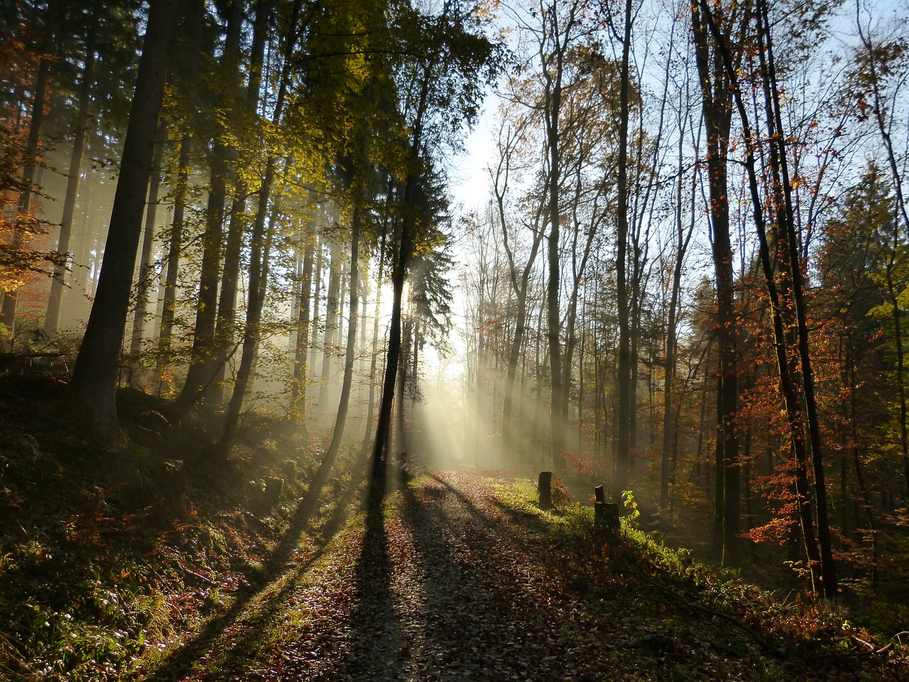Image - forest light shadow sun fog mood