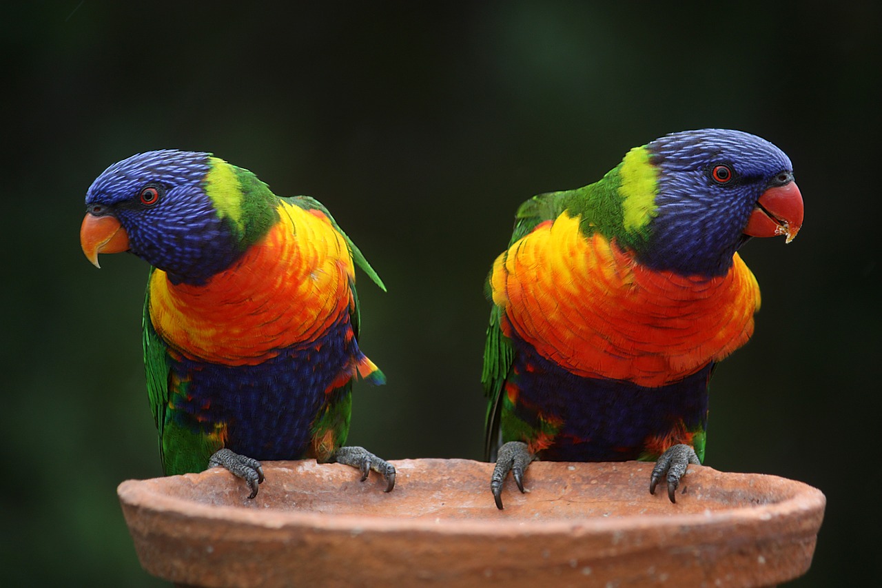 Image - rainbow lorikeet parrots australia