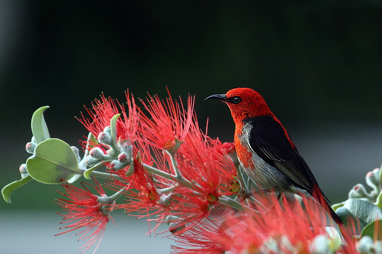 Image - scarlet honeyeater bird red