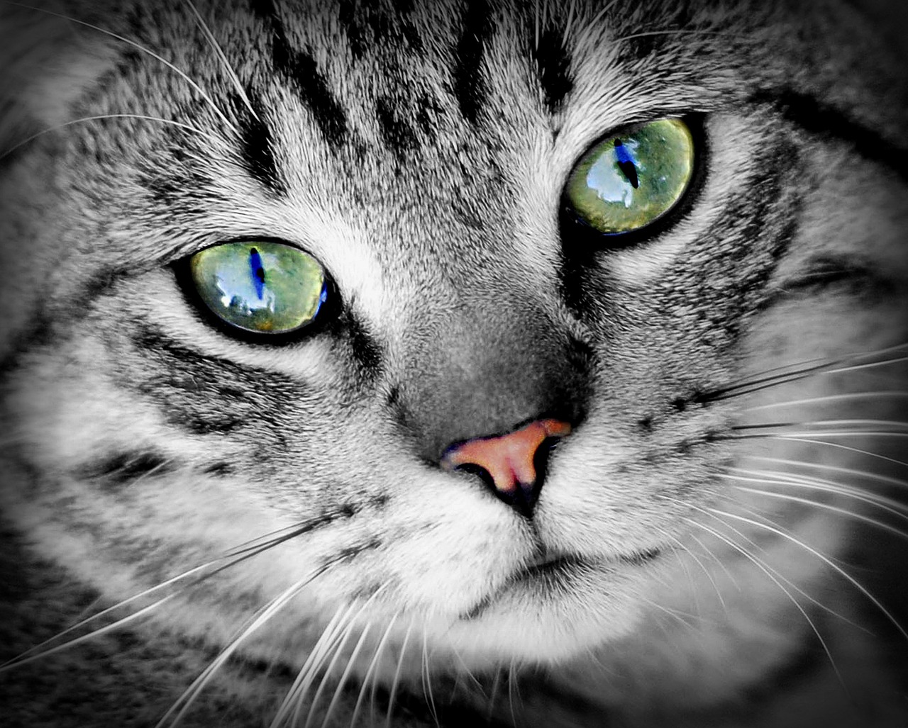 Image - cat animal animal portrait pet