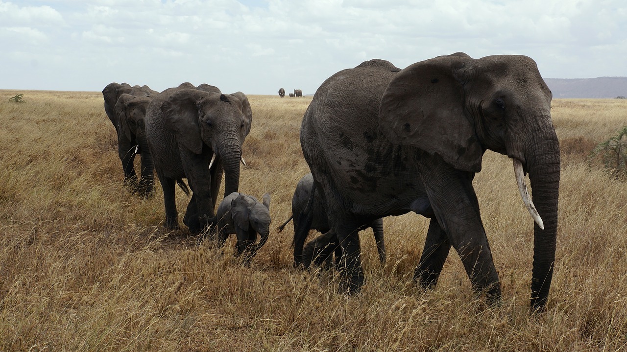 Image - elephant serengeti national park