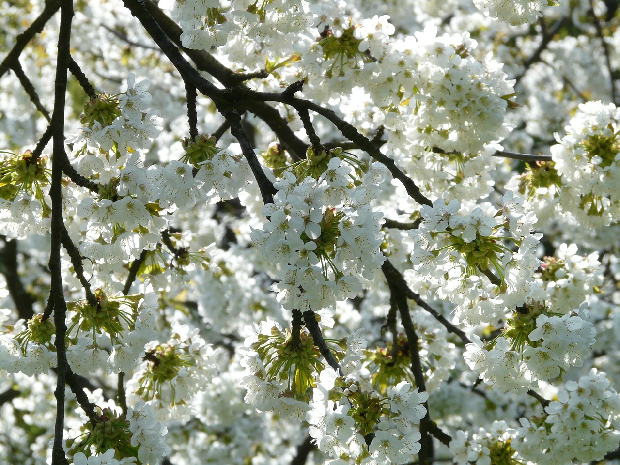 Image - cherry blossom cherry blossom bloom