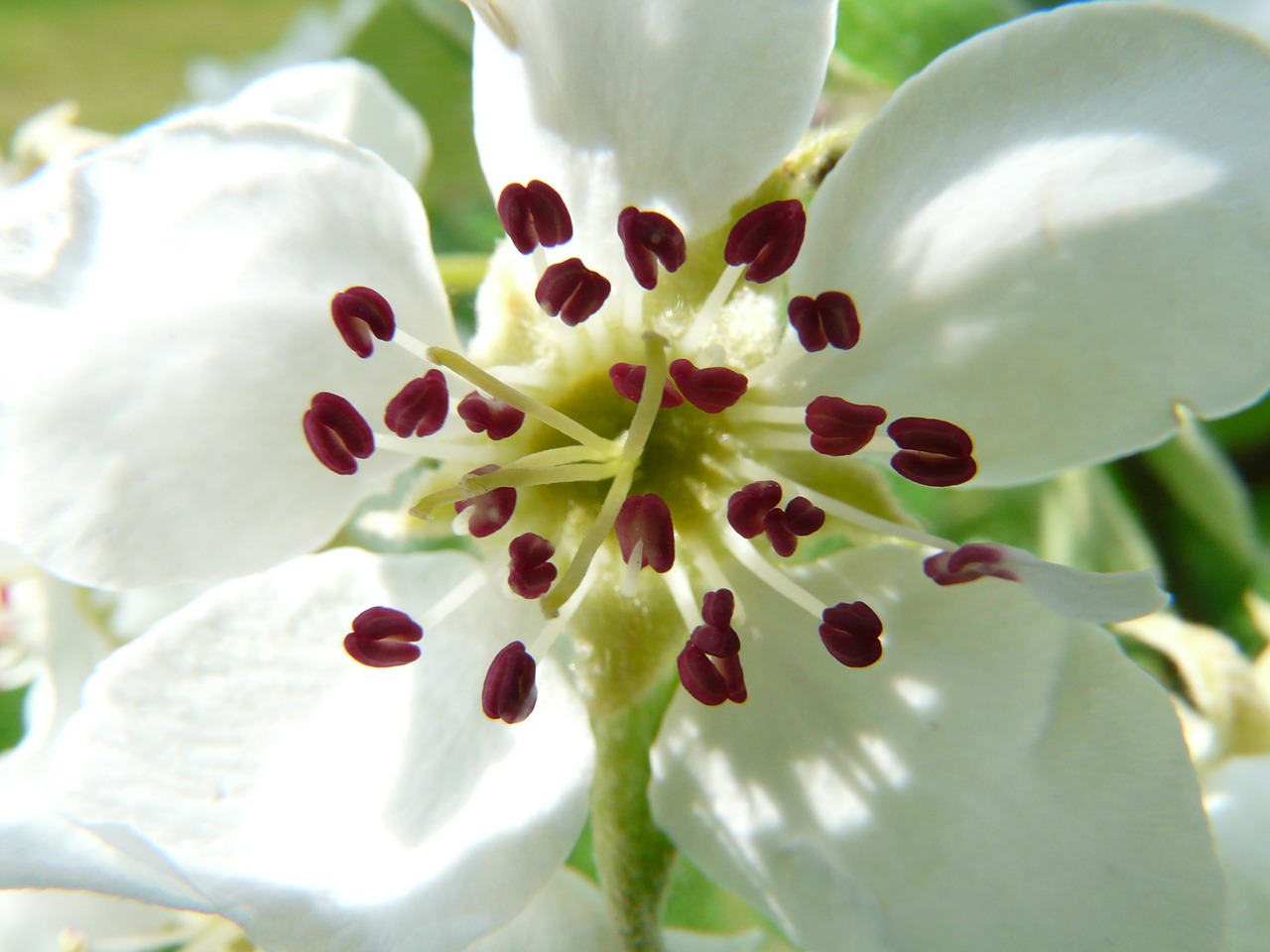 Image - pear blossom pear tree blossom