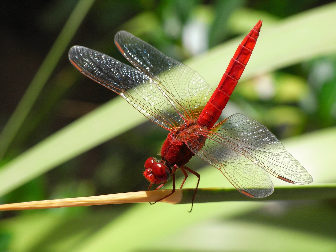 Image - dragonfly insect common skimmer bug