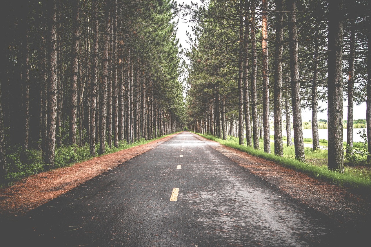 Image - road trees roadway journey way