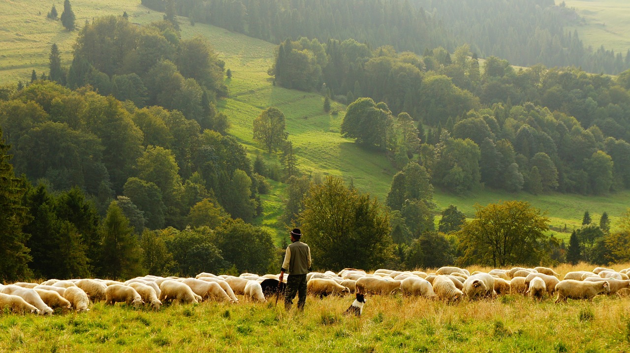 Image - sheep farmer shepherd agriculture