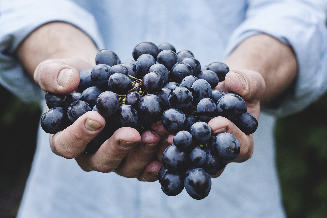 Image - grapes bunch fruit person holding