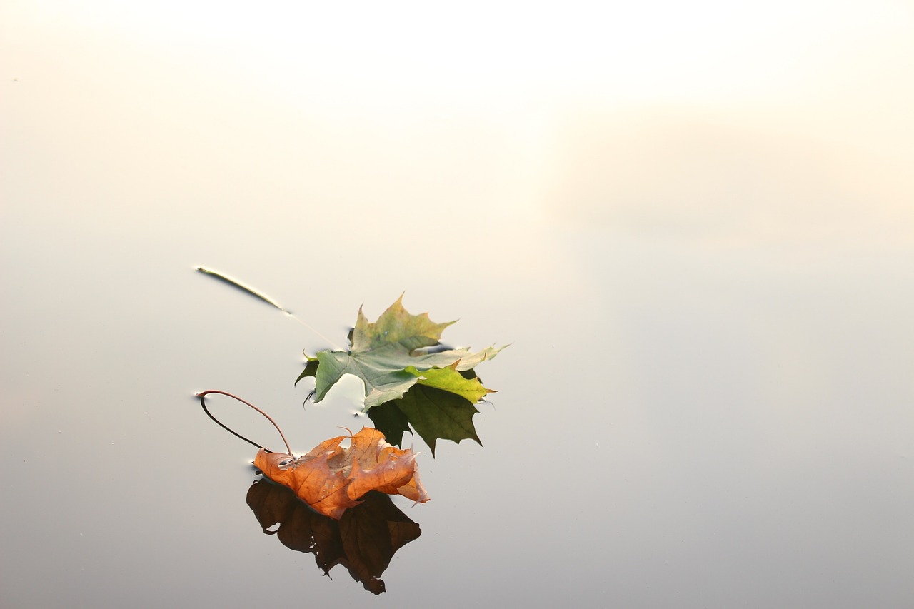 Image - maple leaves maple leaves autumn