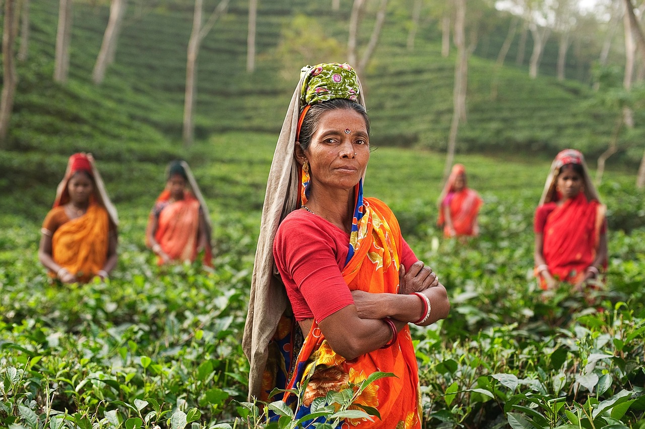 Image - person woman india fields plantage