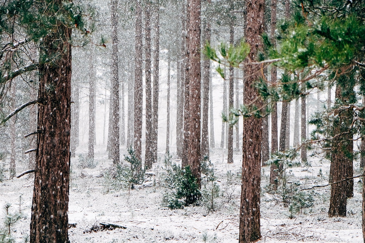 Image - woods snowy trees winter wintry