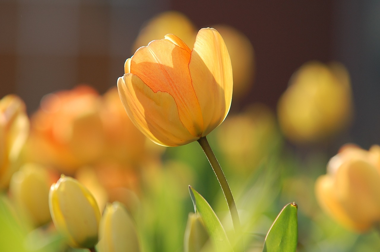 Image - tulip yellow bright spring floral