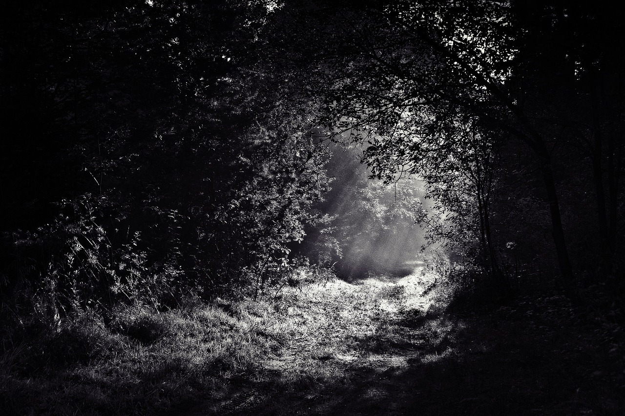 Image - woods path forest dark night