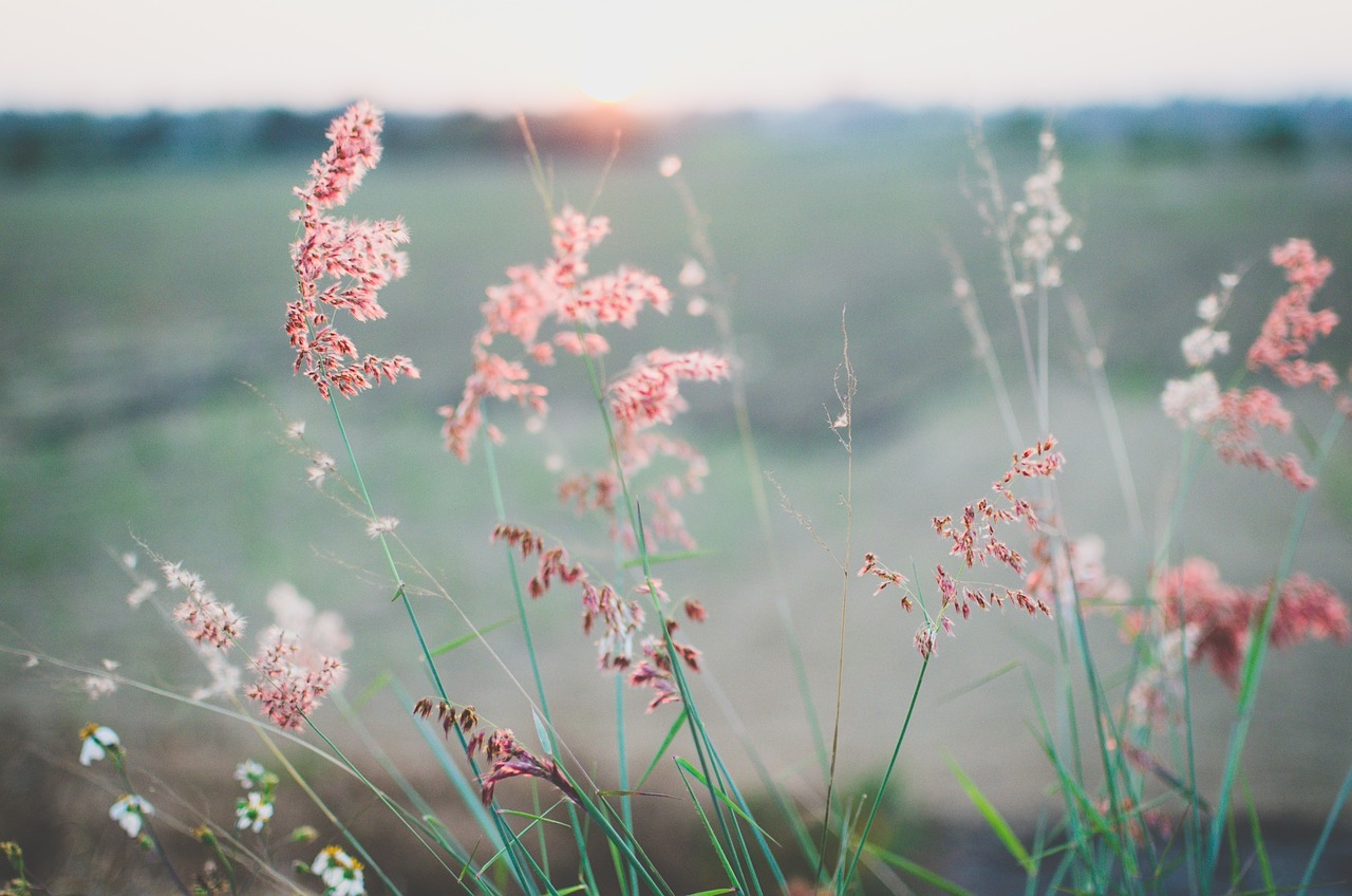 Image - flowers field summer spring plant