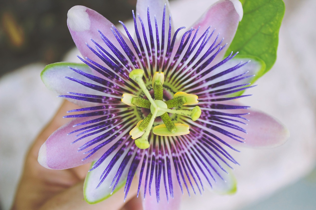 Image - passion flower flower purple green