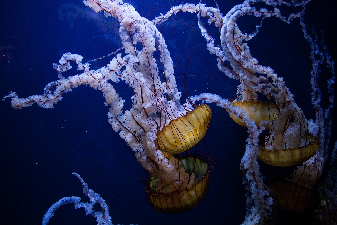 Image - jellyfish underwater ocean sea