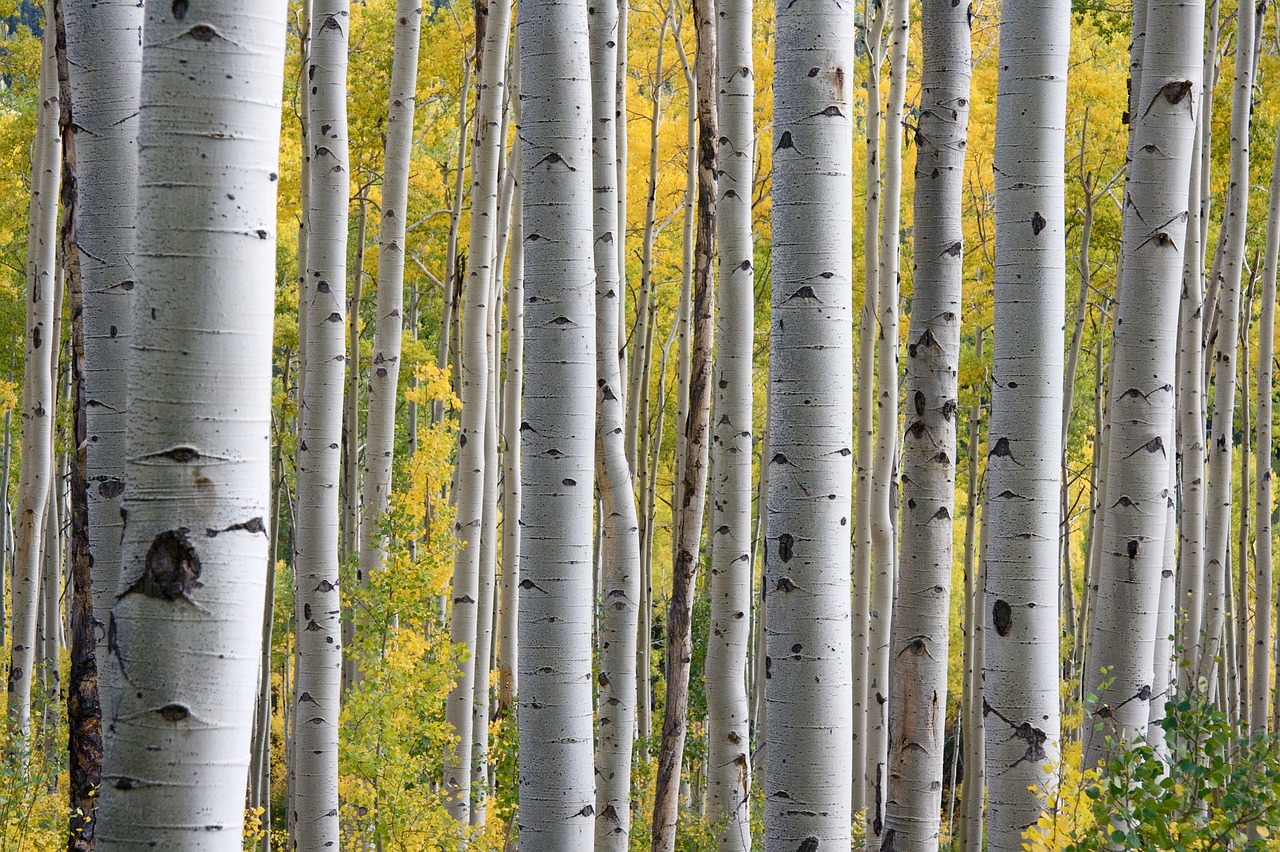 Image - trees birch white trunk forest