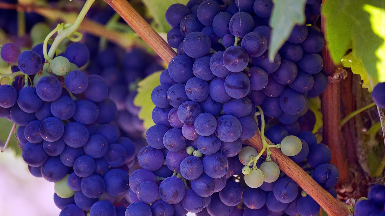 Image - grapes fruits vines purple healthy