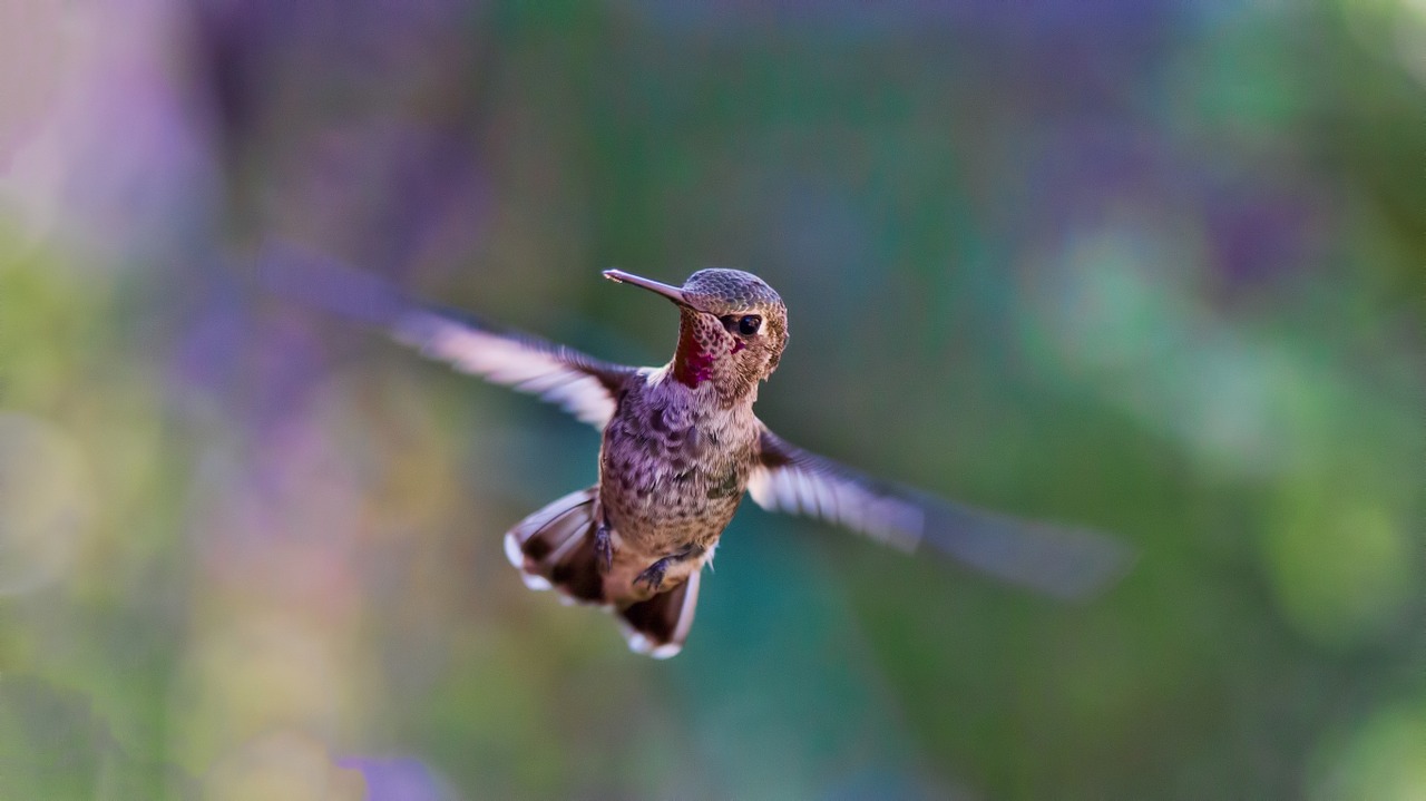 Image - hummingbird flying bird nature