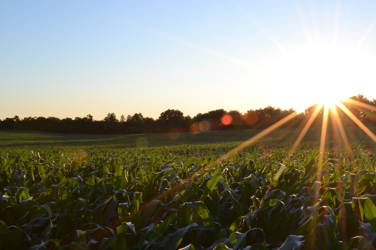 Image - corn field agriculture plant crop