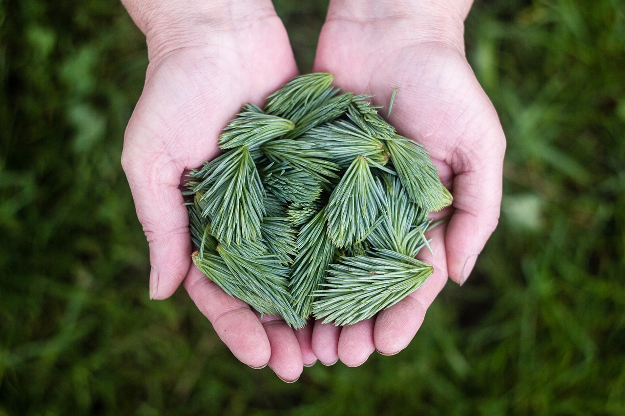 Image - pine leaves green hands holding