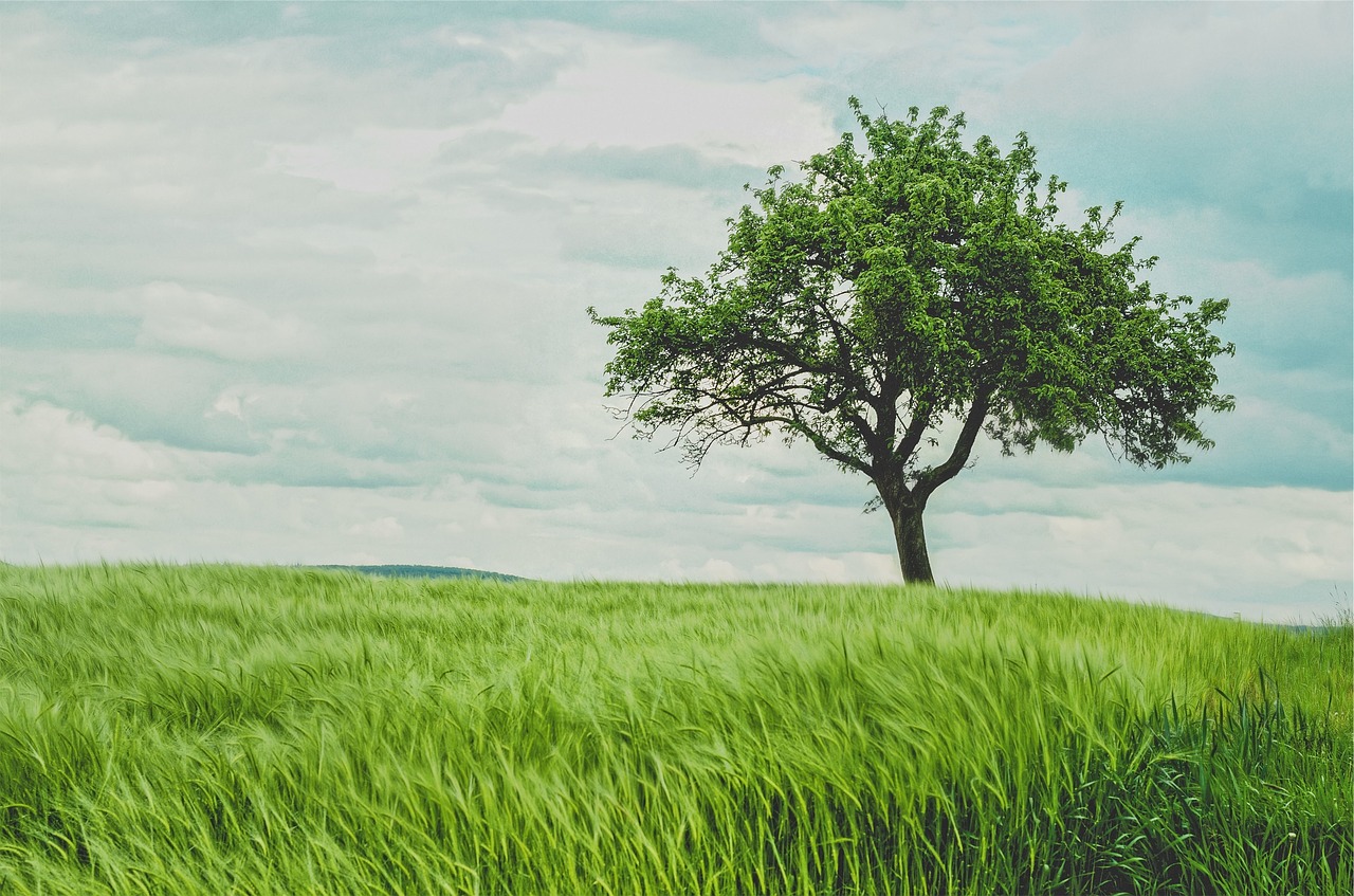 Image - green grass tree field nature