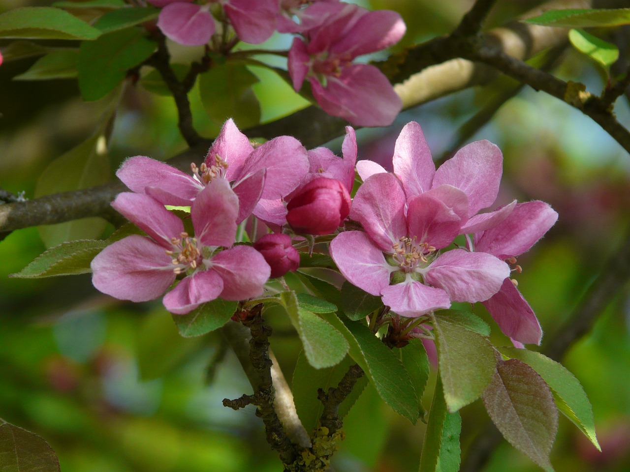 Image - peach tree peach tree blossom bloom
