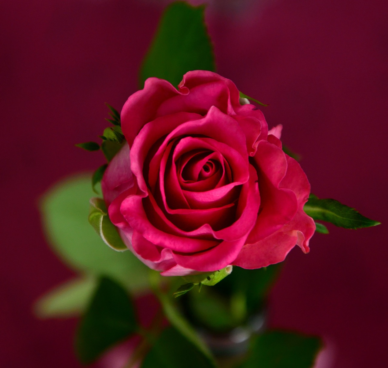 Image - rose pink blossom bloom flowers