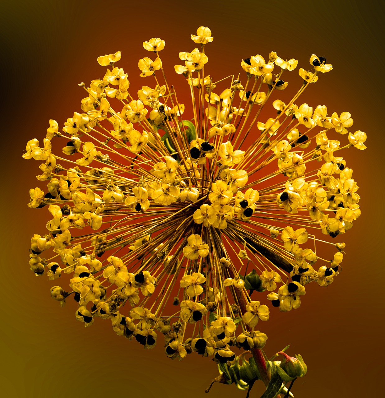 Image - spring blossom bloom seeds