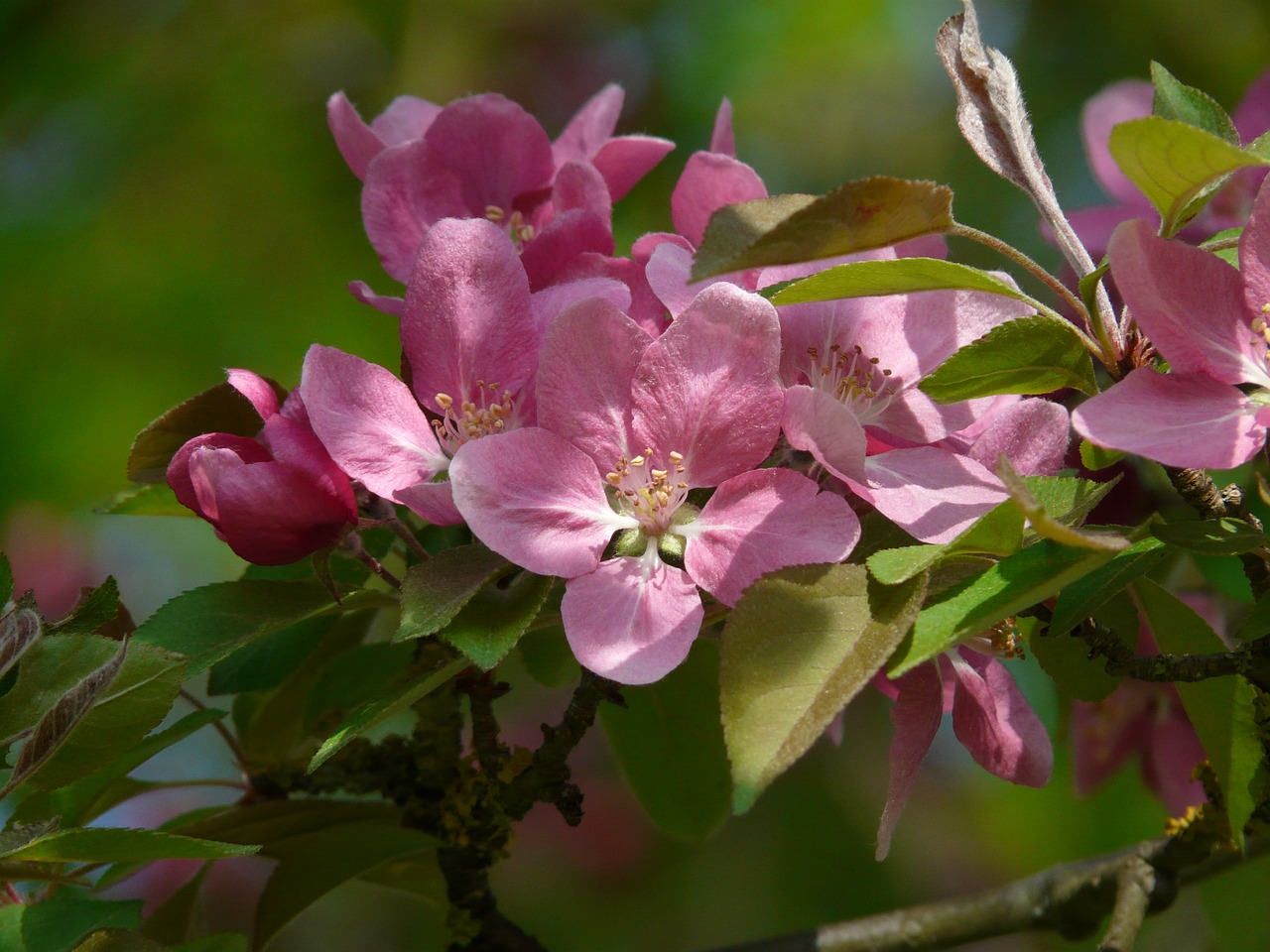 Image - peach tree blossom peach tree bloom