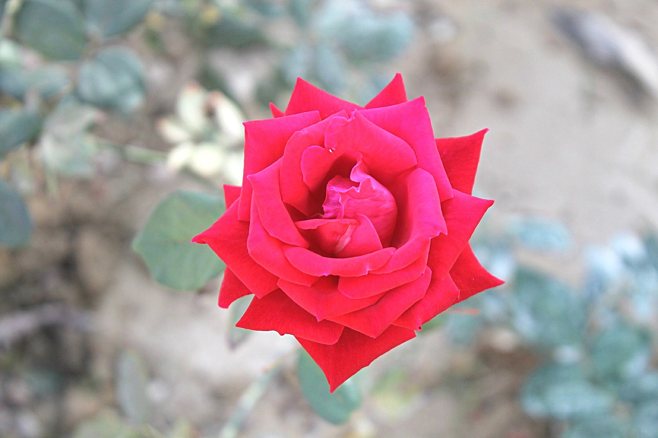 Image - red rose roses love flower