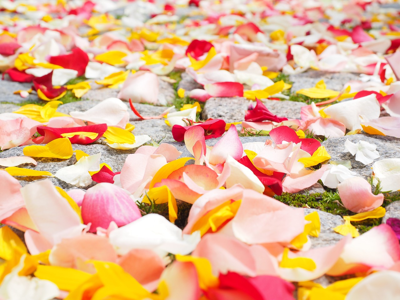 Image - rose petals petals wedding red