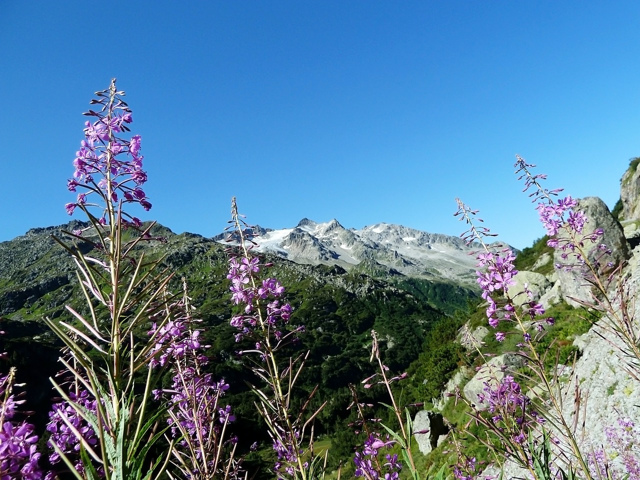 Image - purple flowers sky blue green