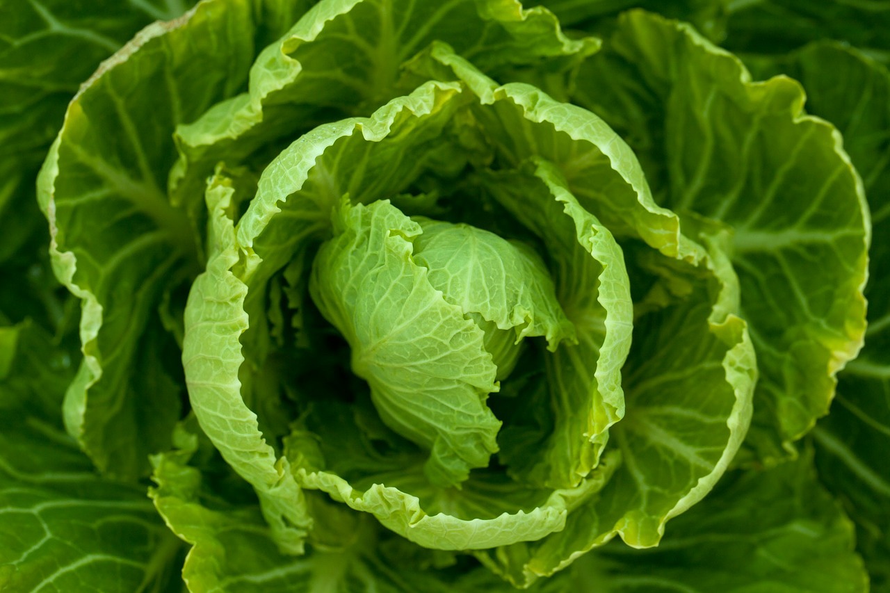 Image - plant vegetable leaf salad nature