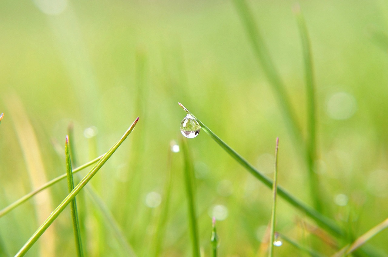 Image - nature straw macro drop rain