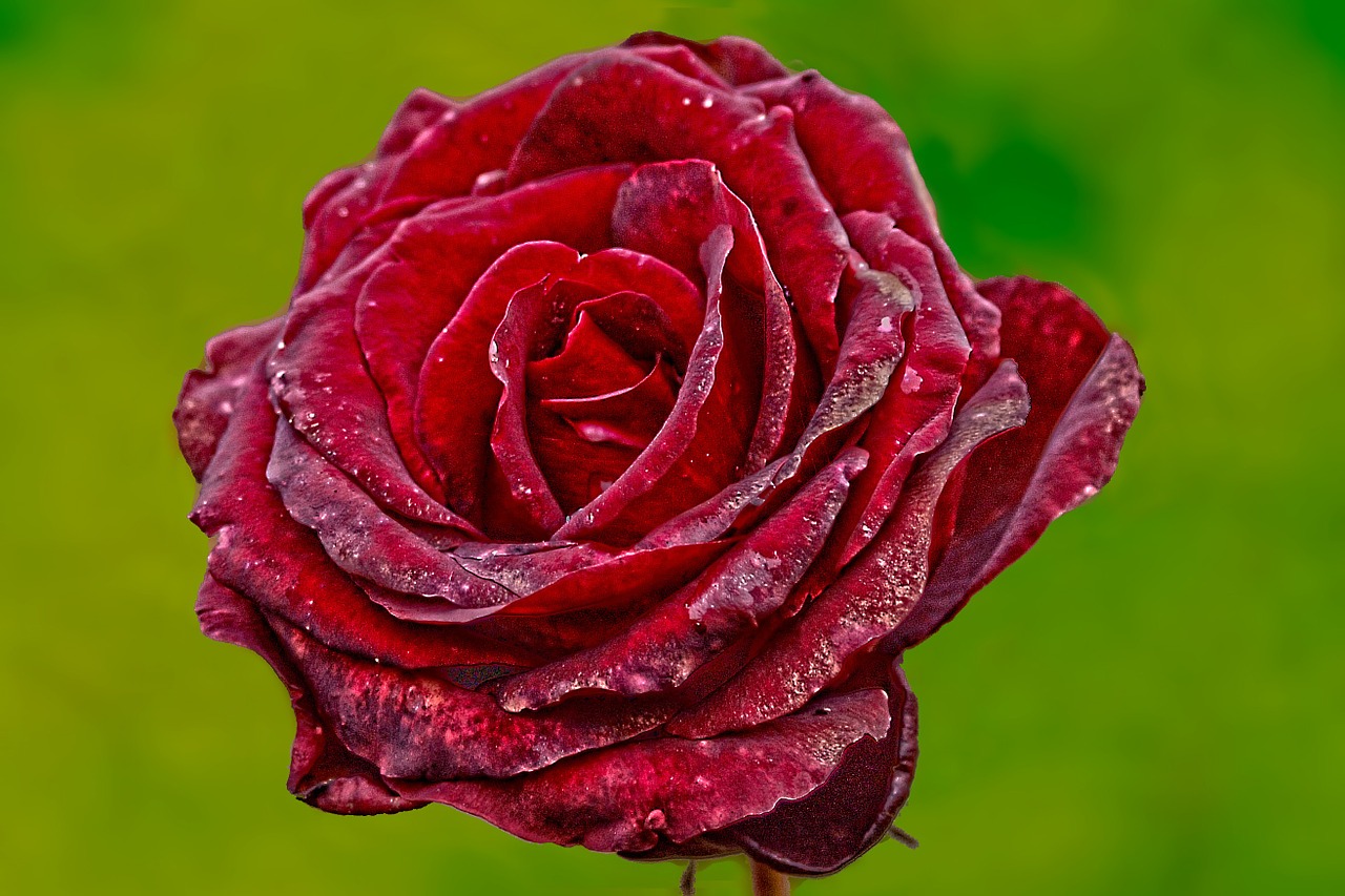 Image - rose flower red rose red plant