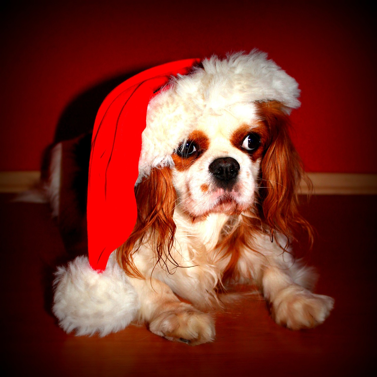 Image - cavalier king charles spaniel dog