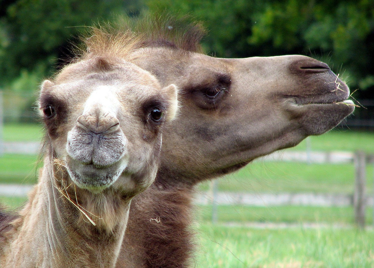 Image - camel face animal cute nature zoo
