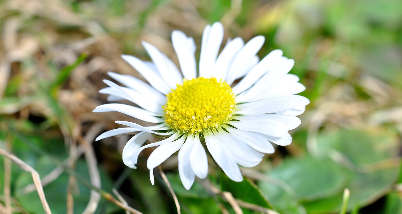 Image - daisy white flower plant blossom