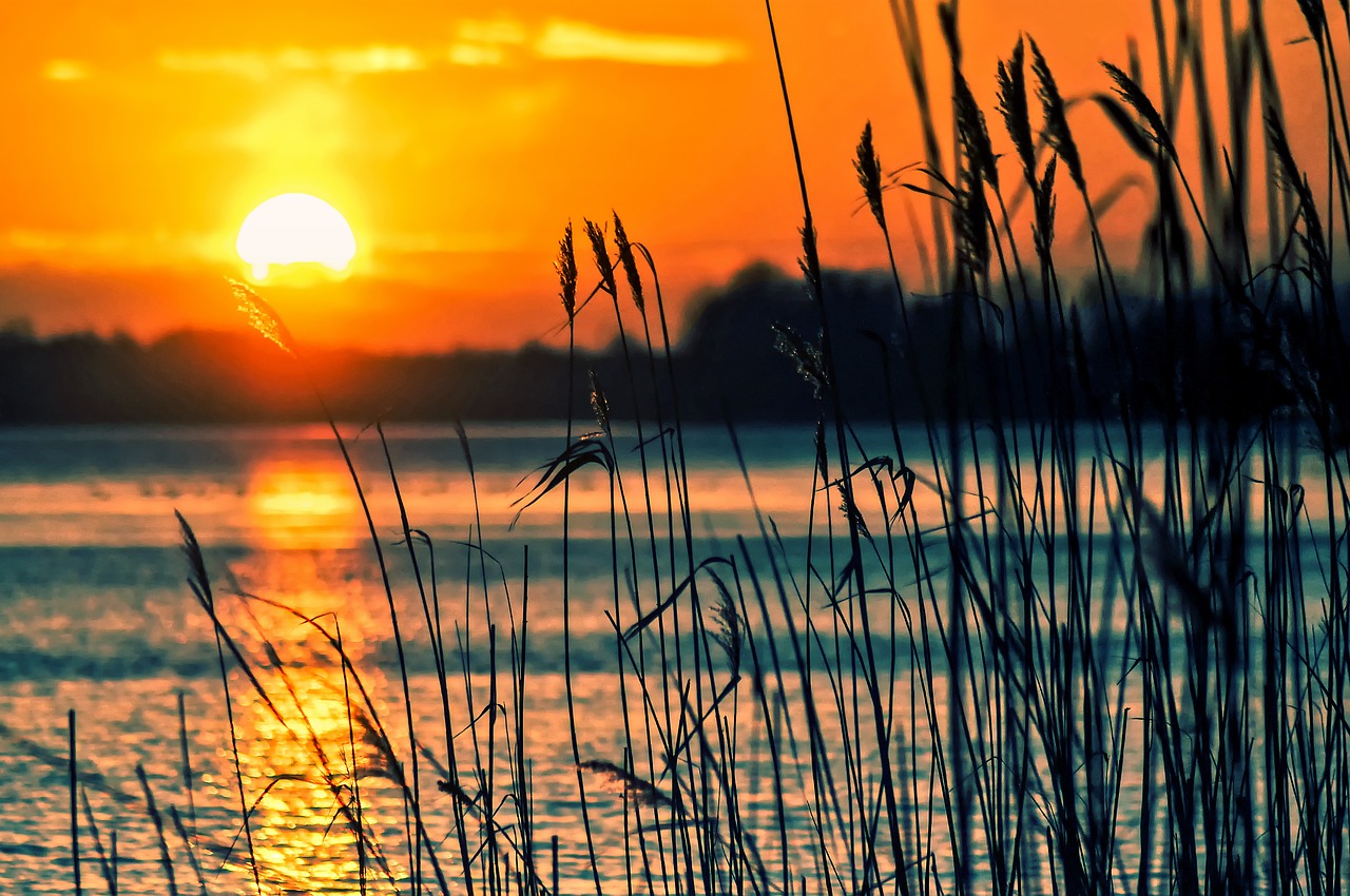 Image - lake reeds sunset landscape nature