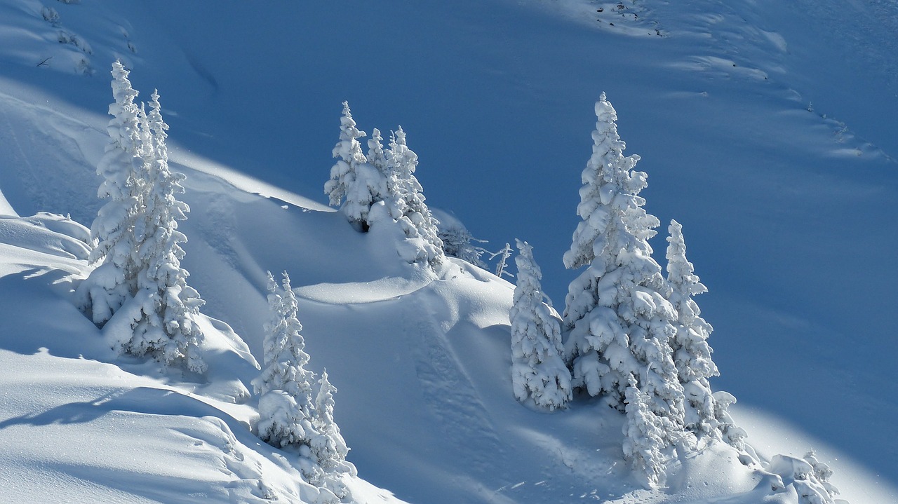 Image - wintry snow firs winter