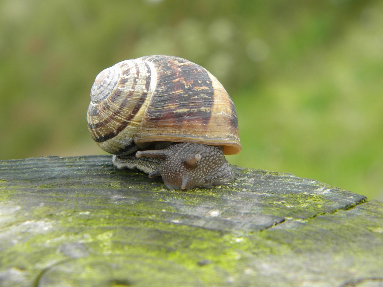 Image - snail shell green trunk nature