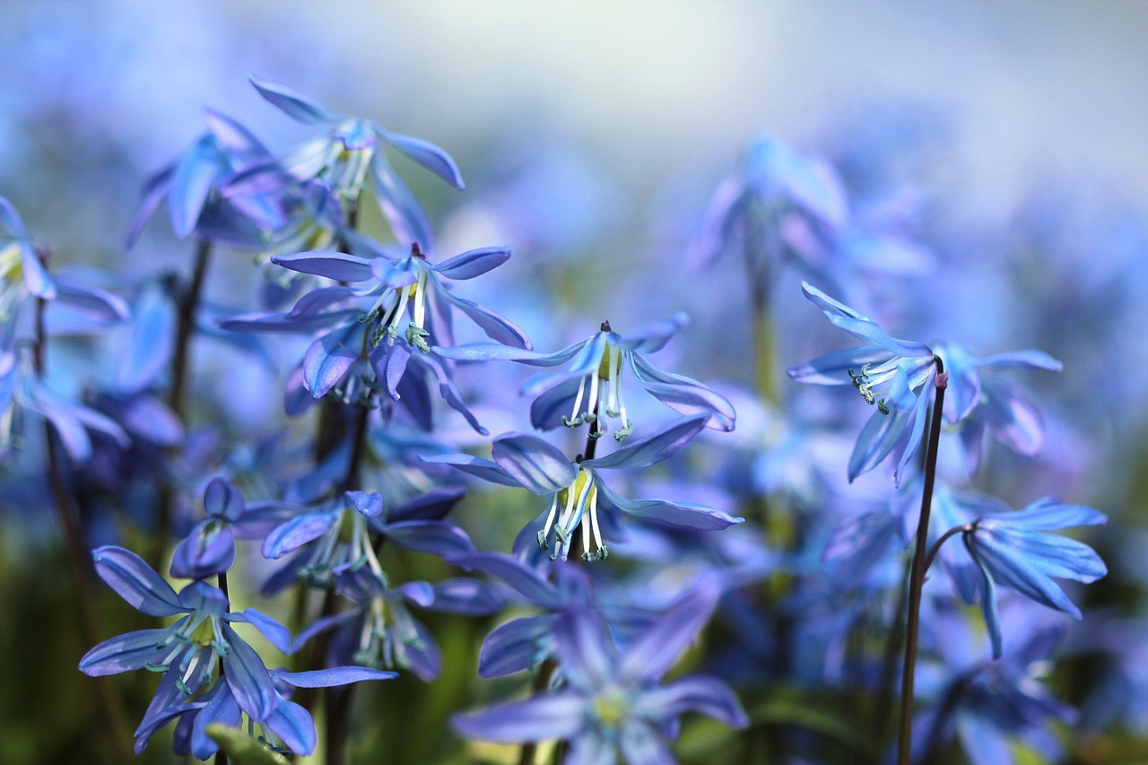 Image - bluebell flowers scilla spring