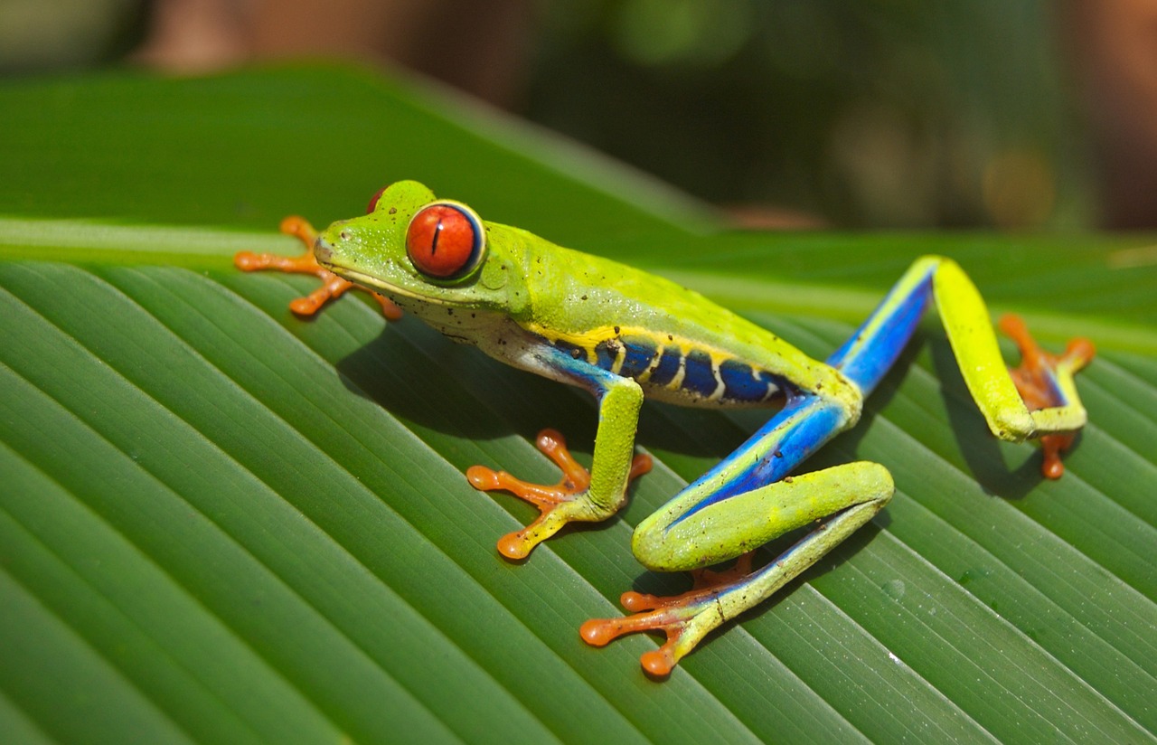 Image - tree frog frog red eyed amphibian