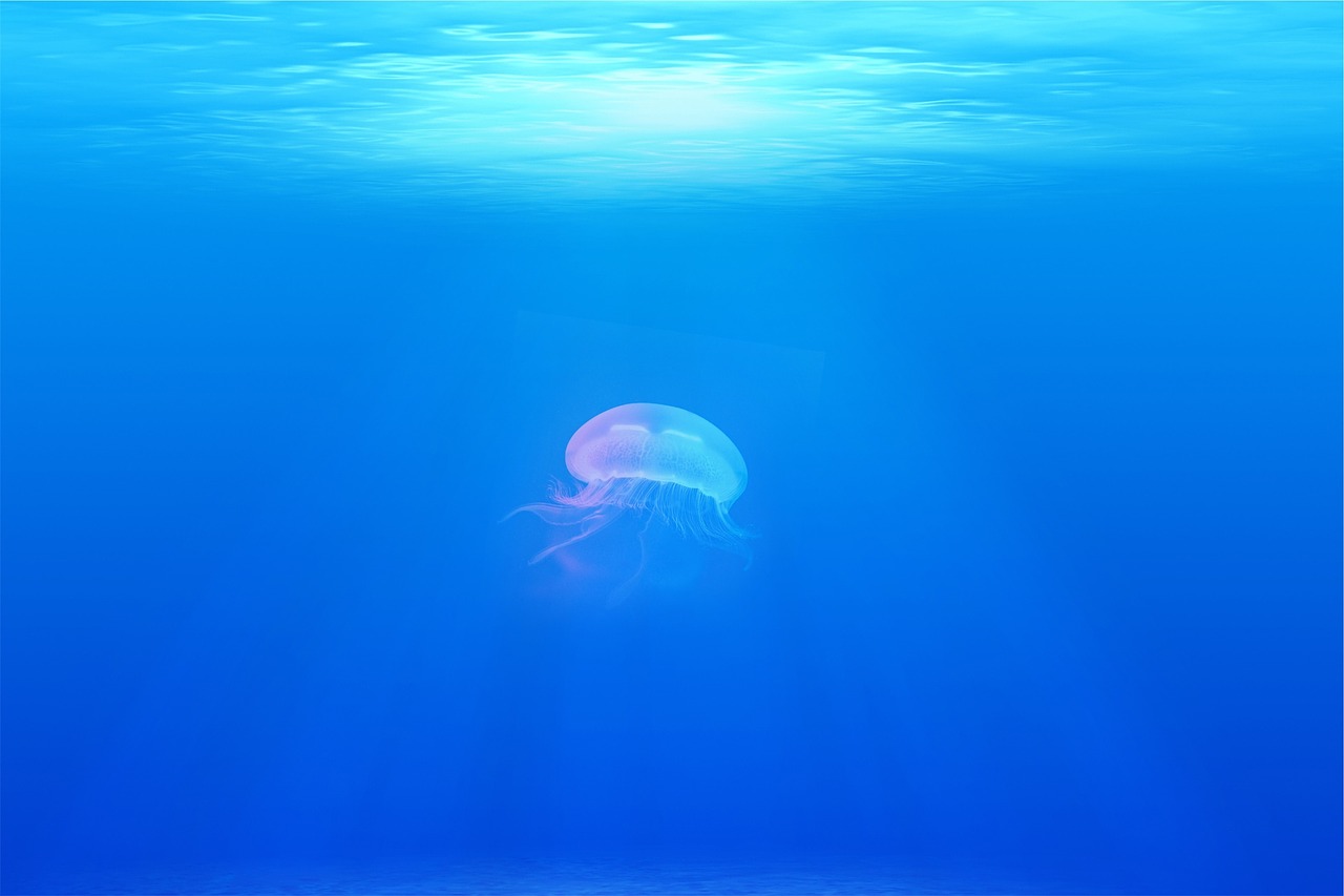 Image - jellyfish under water sea ocean