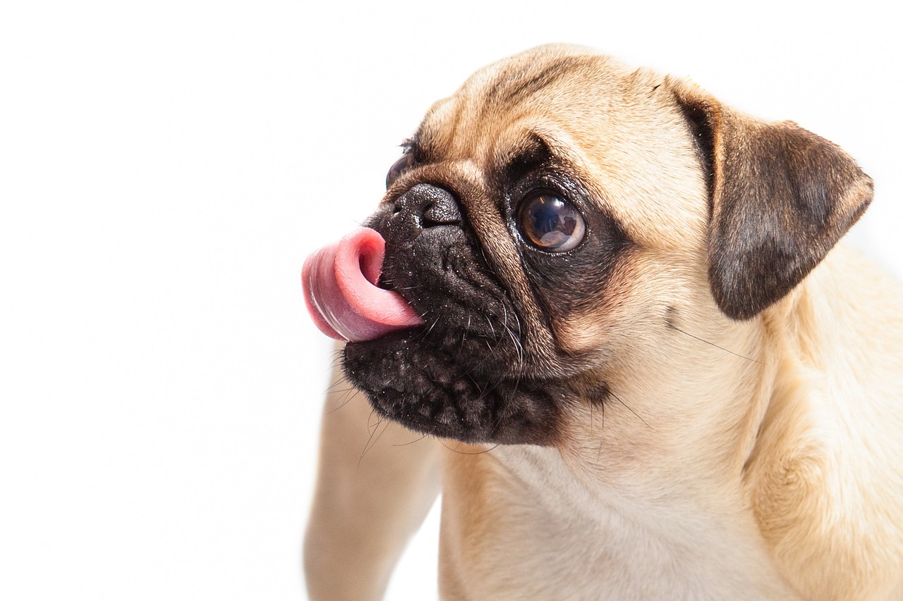 Image - pug dog pet animal cute tongue