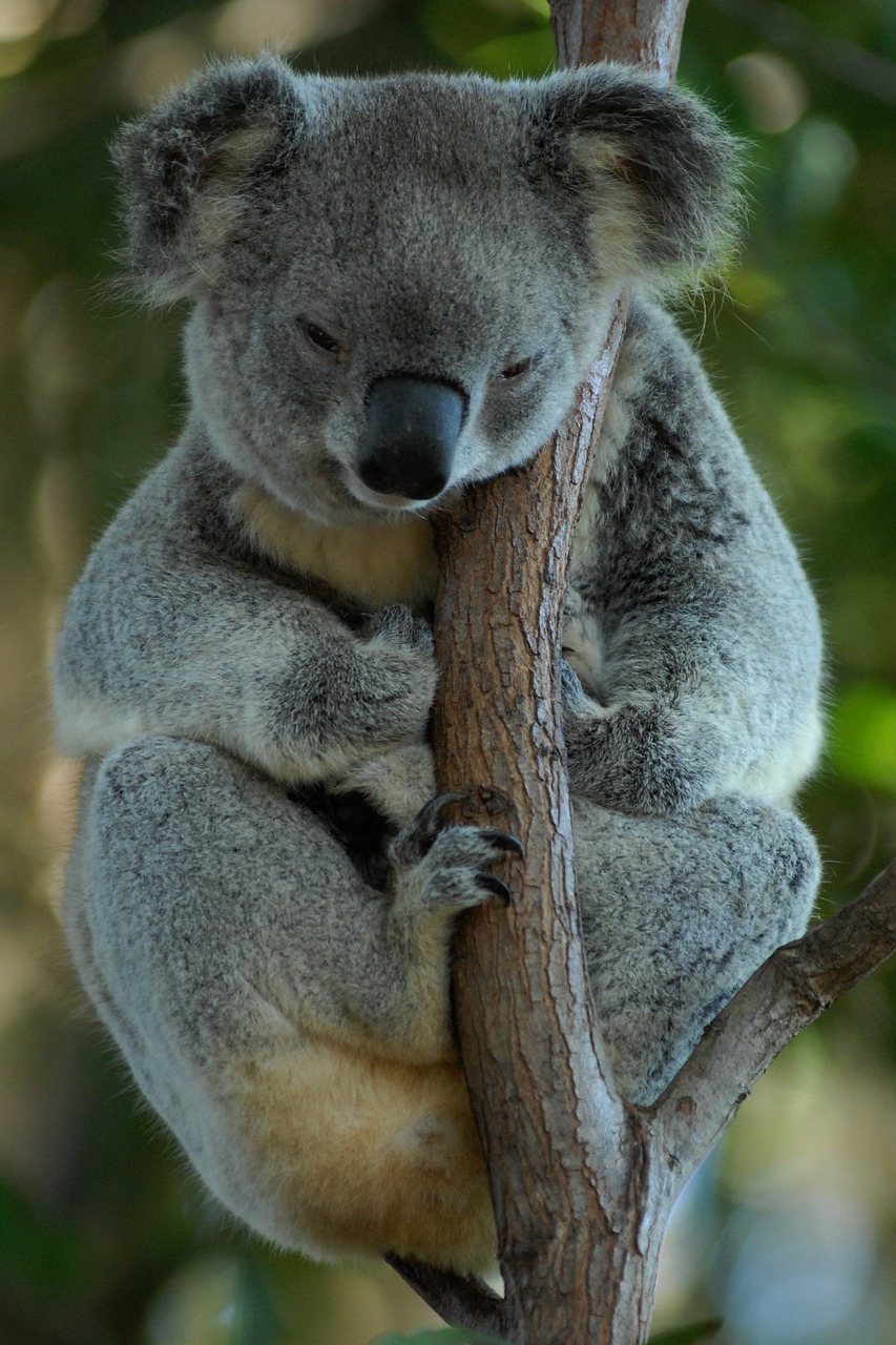 Image - australia koala koala bear rest