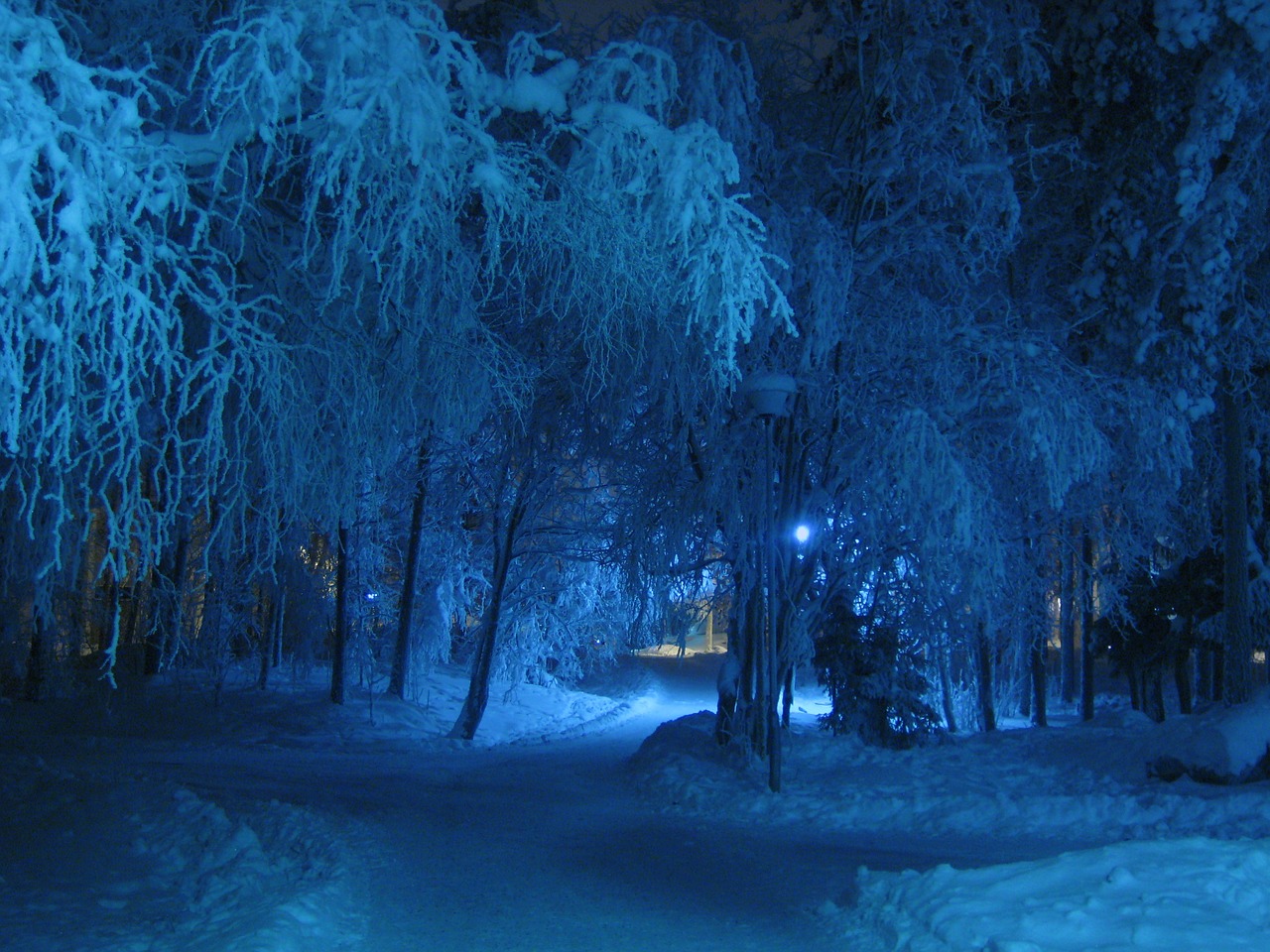 Image - winter night blue shade trees